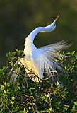 Great Egret